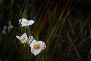 Prairie Flower - Alberta